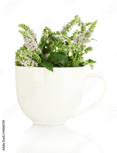 fresh mint with flowers in cup  isolated on white