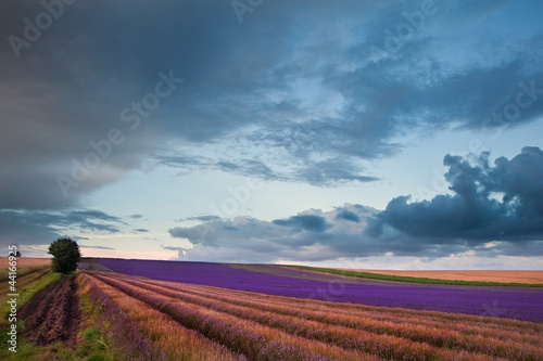 Beautiful lavender field landscape with dramatic sky