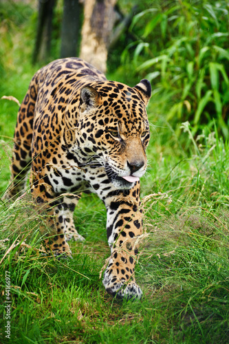 Stunning jaguar Panthera Onca prowling through long grass
