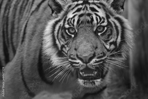 Portrait of Sumatran Tiger Panthera Tigris Sumatrae big cat in b