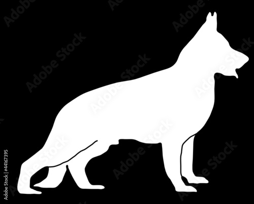 Deutscher Schäferhund stehend