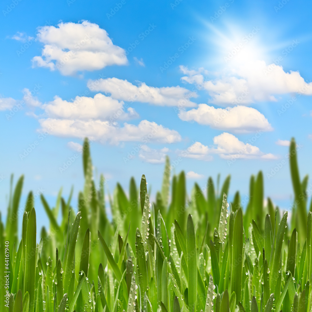 Fototapeta premium Green Meadow in sunny summer day