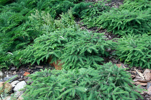 Picea abies 'Procumbens'