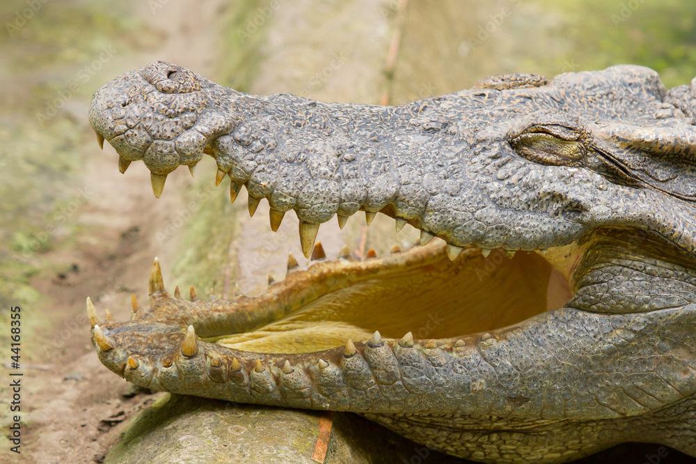 Obraz premium Crocodile resting in the sun