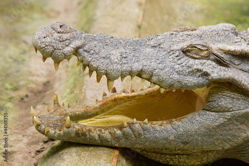 Crocodile resting in the sun