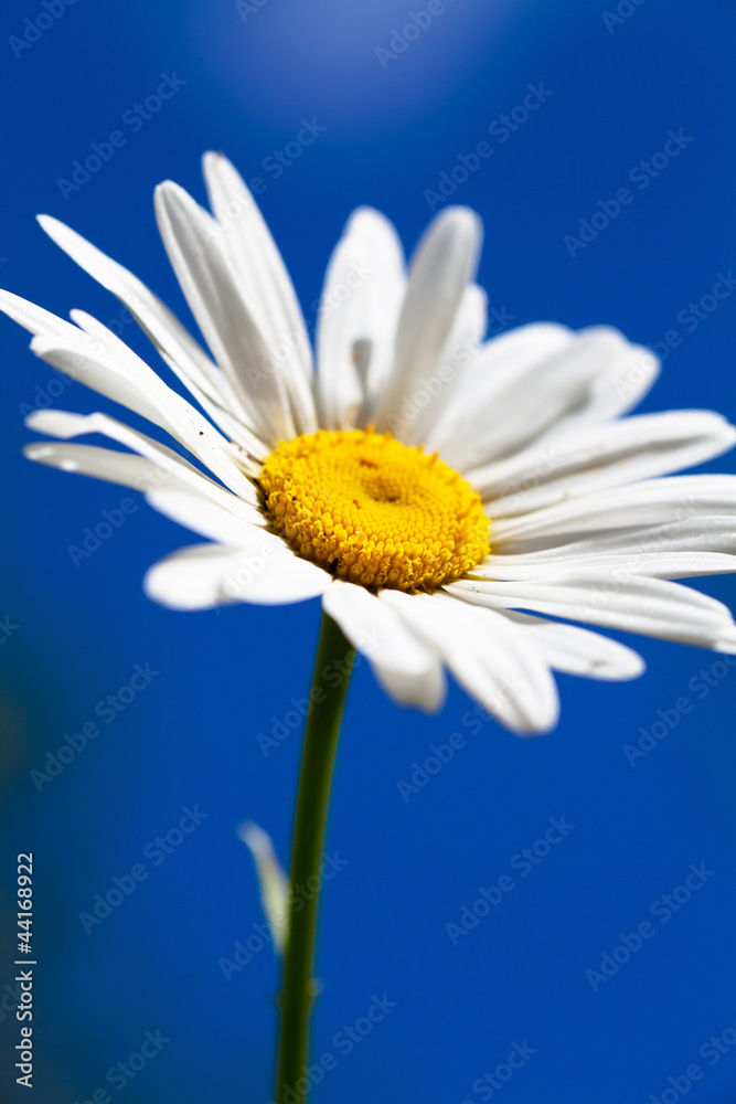 Camomile Camomile