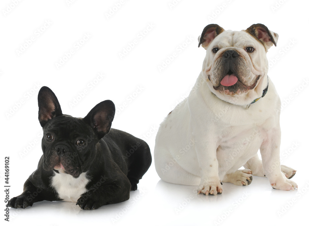 Fototapeta premium two dogs