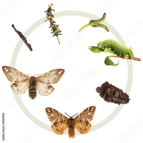 The life cycle of the Kentish Glory