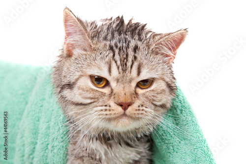 cat