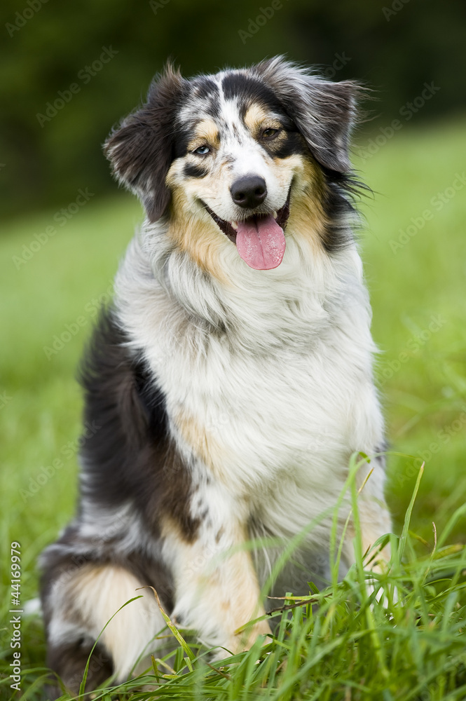 Australian Shepherd