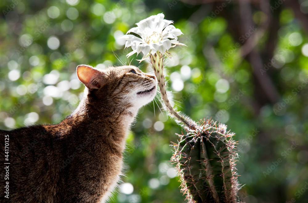 Obraz premium Cat and flower
