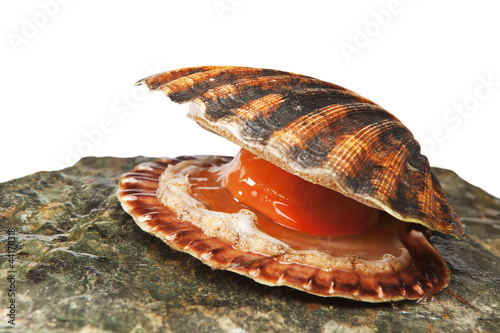 Photo Isolated on white alive scallop