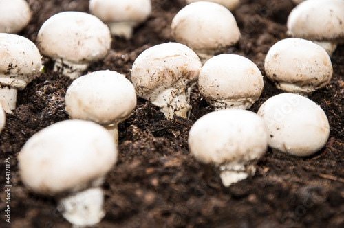 Mushrooms on earth