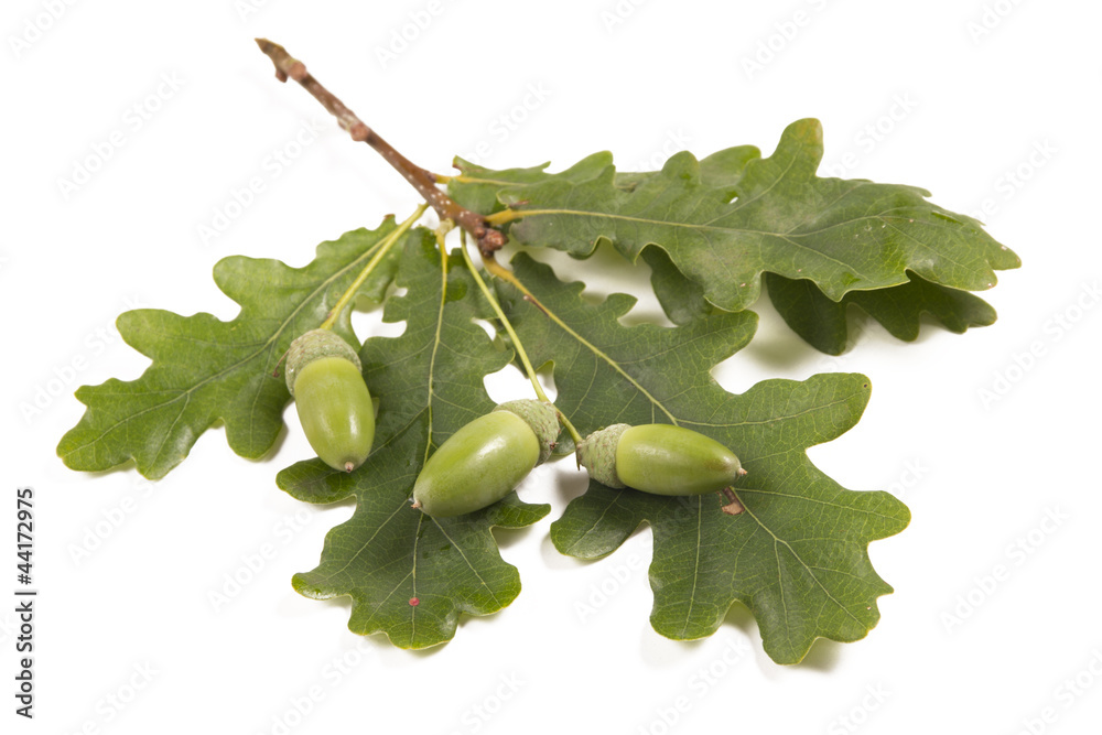 Fototapeta premium eiche- Quercus