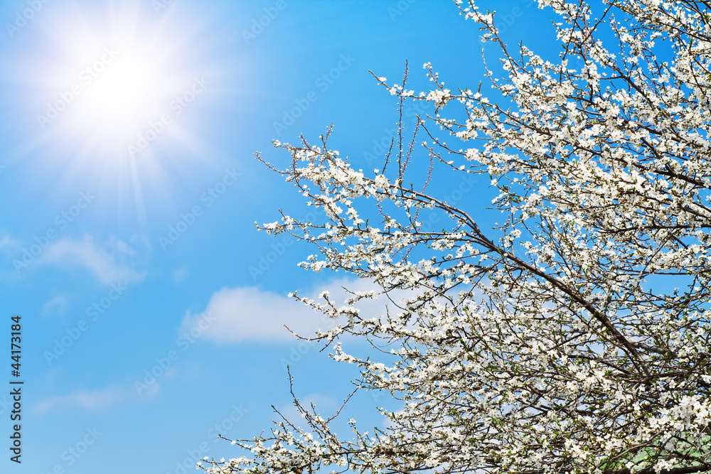 Cherry blossoms against blue sky Cherry blossoms against blue sky