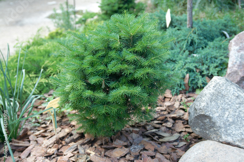 Picea pungens 'Mecky'