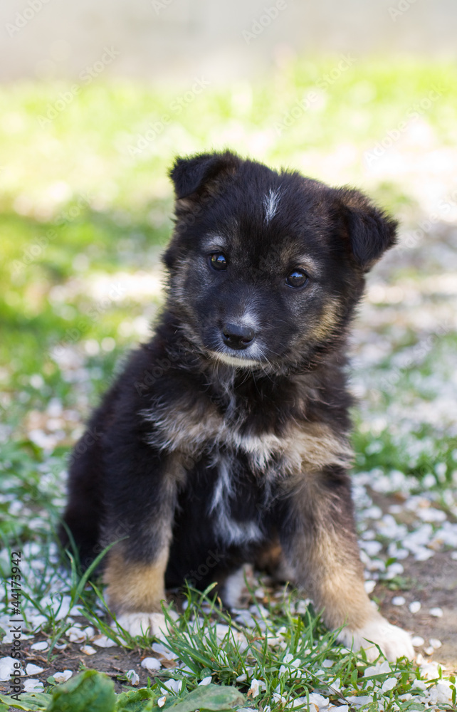 Funny puppy Funny puppy