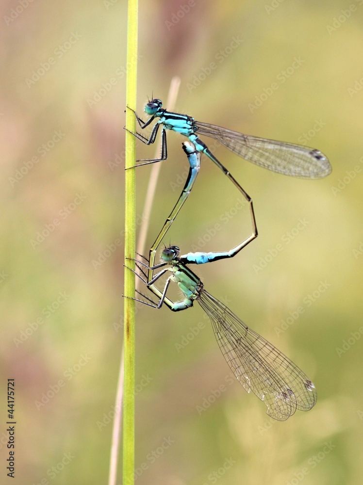 Paarungsrad der Großen Pechlibelle (Ischnura elegans) Paarungsrad der Großen Pechlibelle (Ischnura elegans)