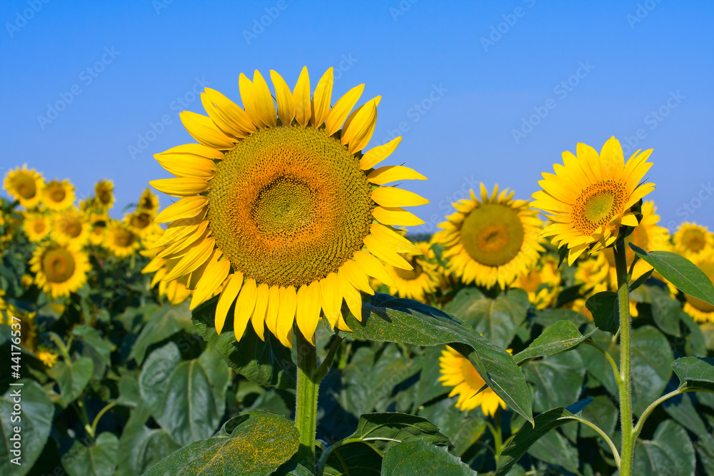 Fototapeta premium Sunflower field over blue sky