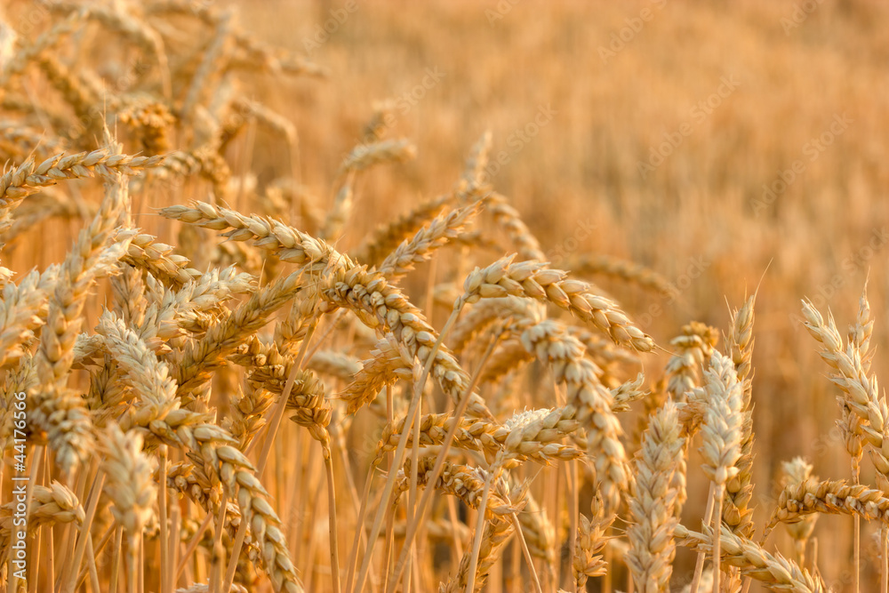 Fototapeta premium Grain field illuminated by rays of the setting sun