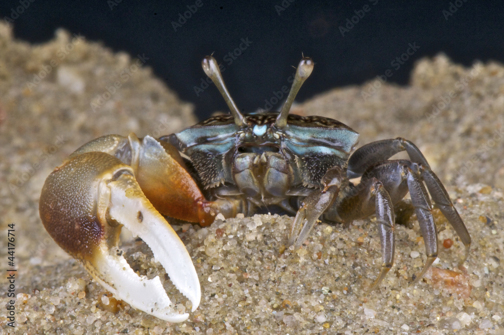 Fiddler crab / Uca sp Fiddler crab / Uca sp