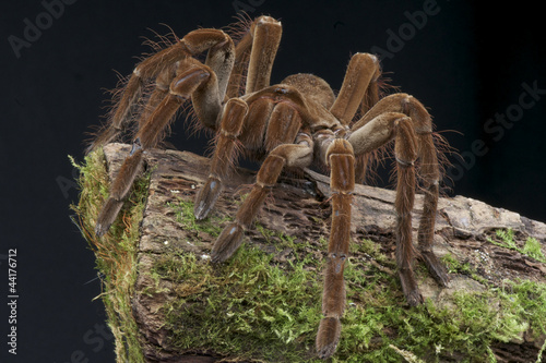 Goliath tarantula / Theraphosa lablondi