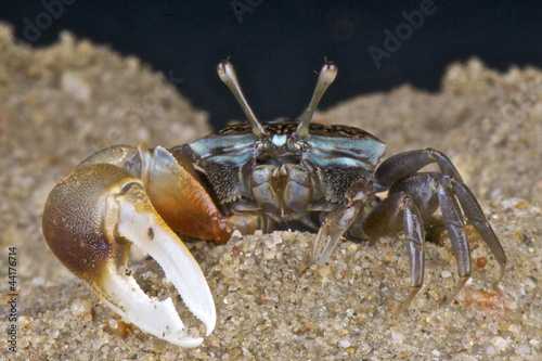 Fiddler crab / Uca sp photo