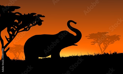 Elefant in Afrika - Sonnenuntergang