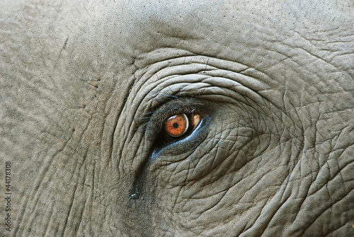Elephant eye with a tear, detail