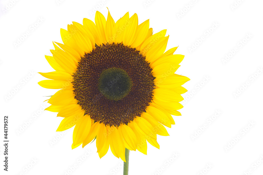 sunflower sunflower