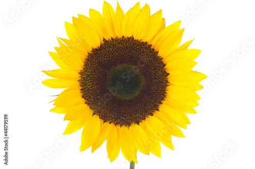 Obraz na płótnie sunflower w salonie