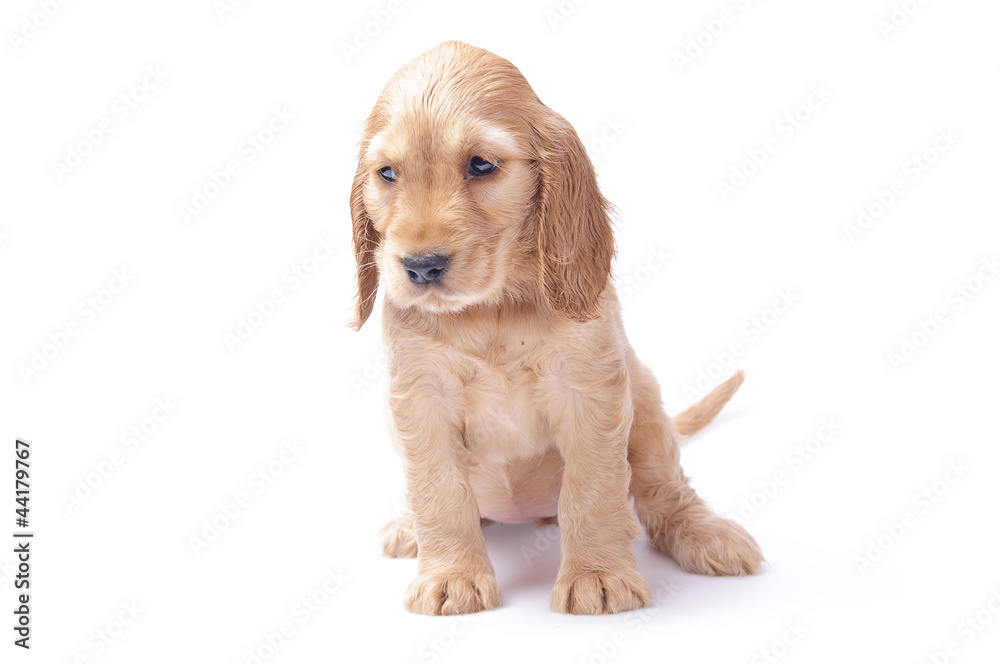 cocker spaniel puppy