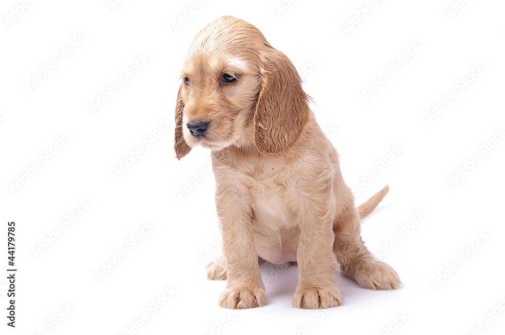 cocker spaniel puppy