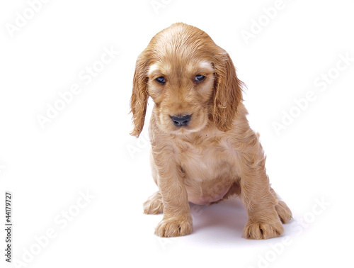 cocker spaniel puppy