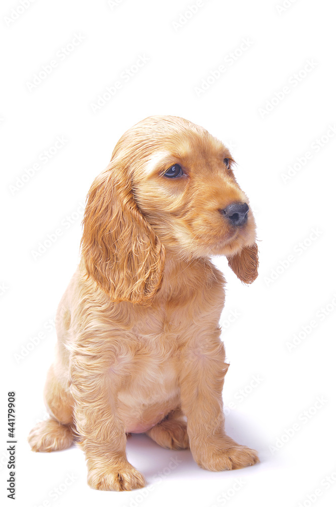 cocker spaniel puppy