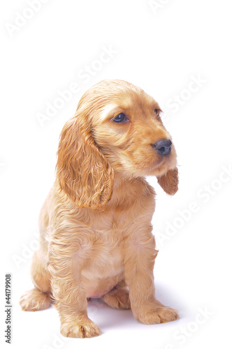 Obraz na płótnie cocker spaniel puppy w salonie