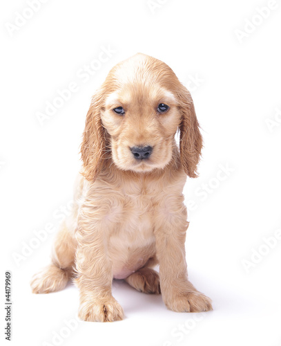 Obraz na płótnie cocker spaniel puppy w salonie