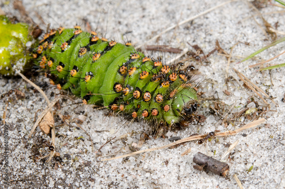 dying caterpillar being eaten alive by ants Stock Photo Adobe Stock