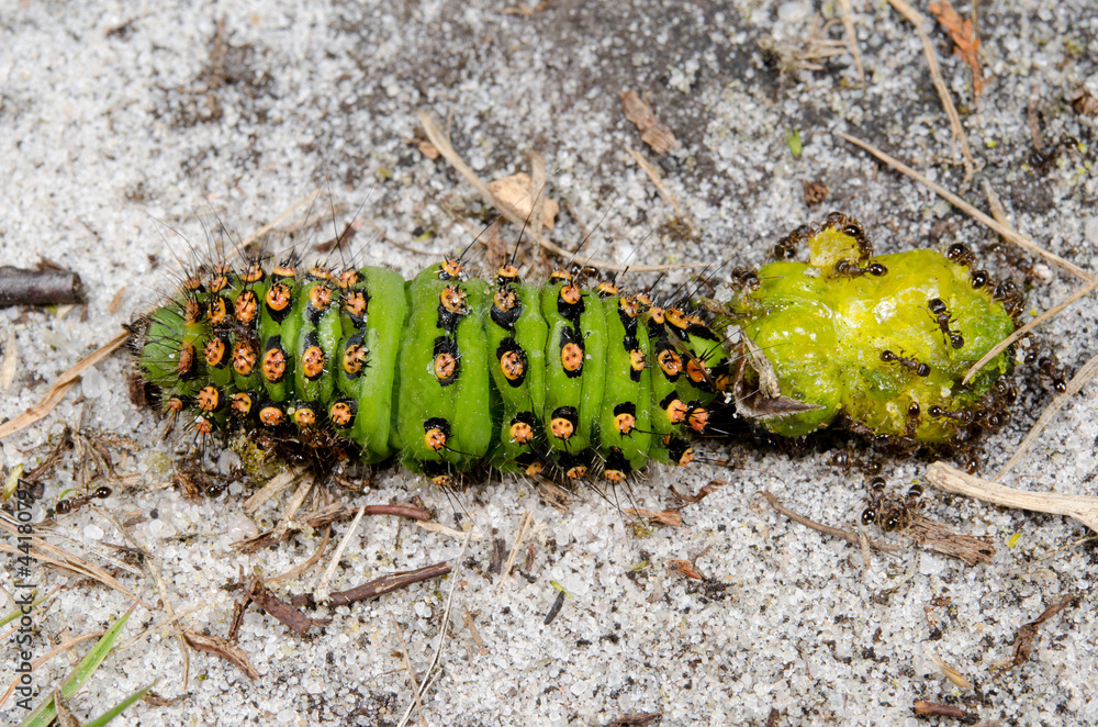 hurt caterpillar falling prey to ants Stock Photo Adobe Stock