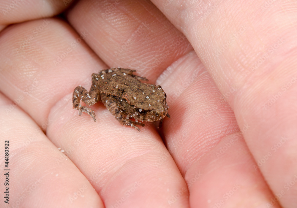 mini toad in hand mini toad in hand