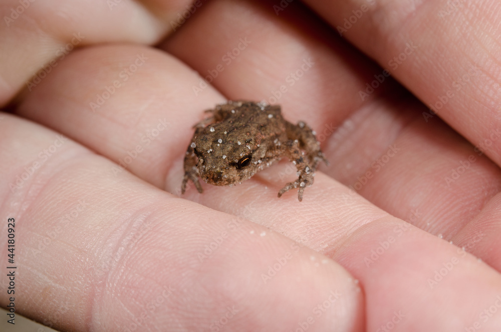 baby toad on hand baby toad on hand