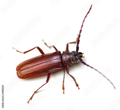 Фотография Longhorned Beetle