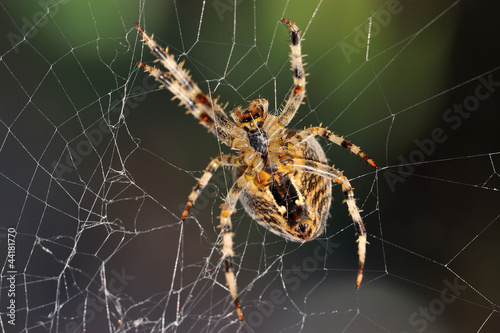 Garden spider repairs its web