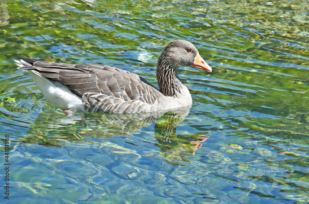 Obraz premium wild goose on a pond