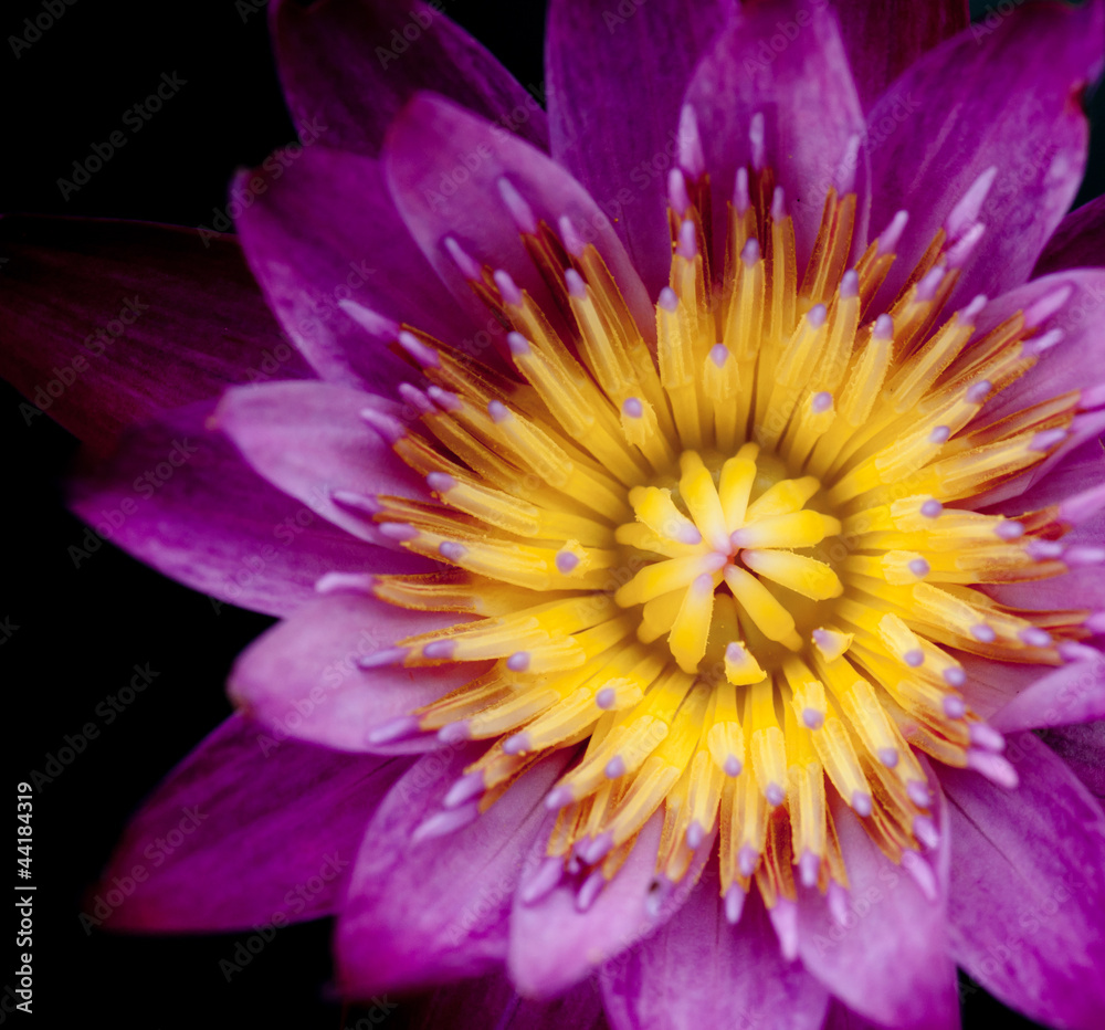 purple lotus in the dark purple lotus in the dark