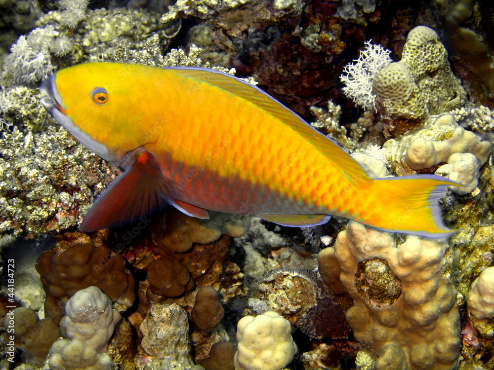 Coral fish, Red sea, Dahab