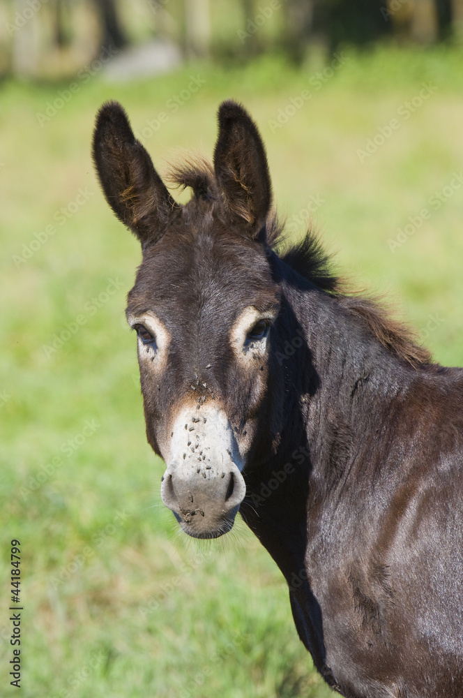 Obraz premium Donkey