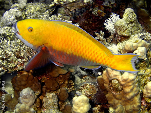 Coral fish  Red sea  Dahab