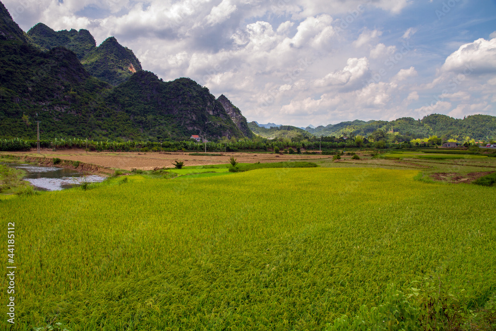 Lang Son Rice field