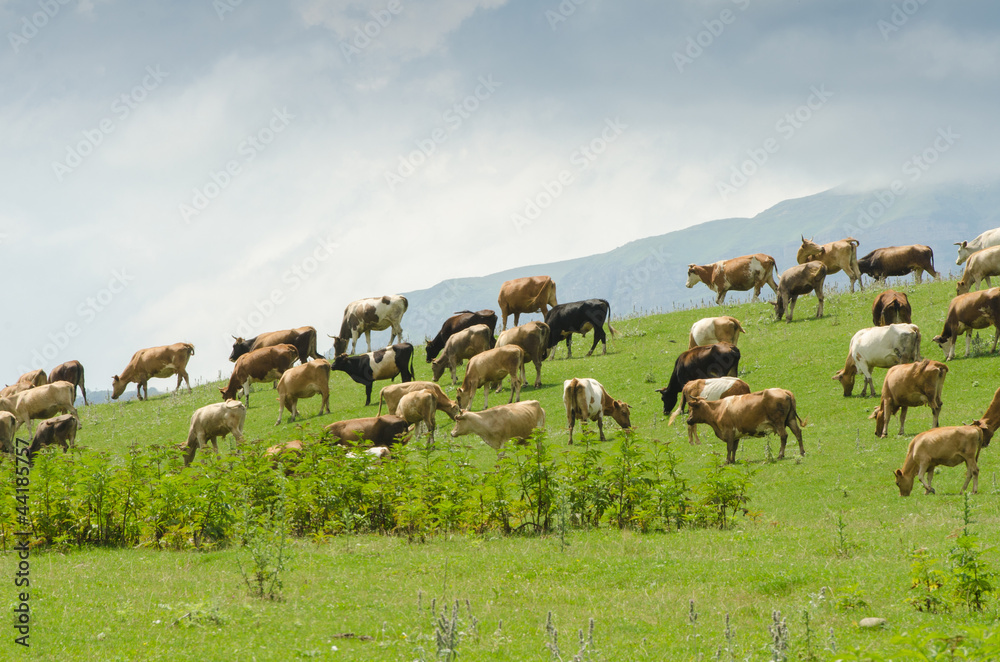 Obraz premium Cows grazing on the green field